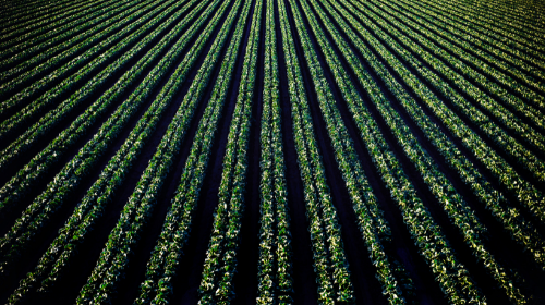 Fertiliser