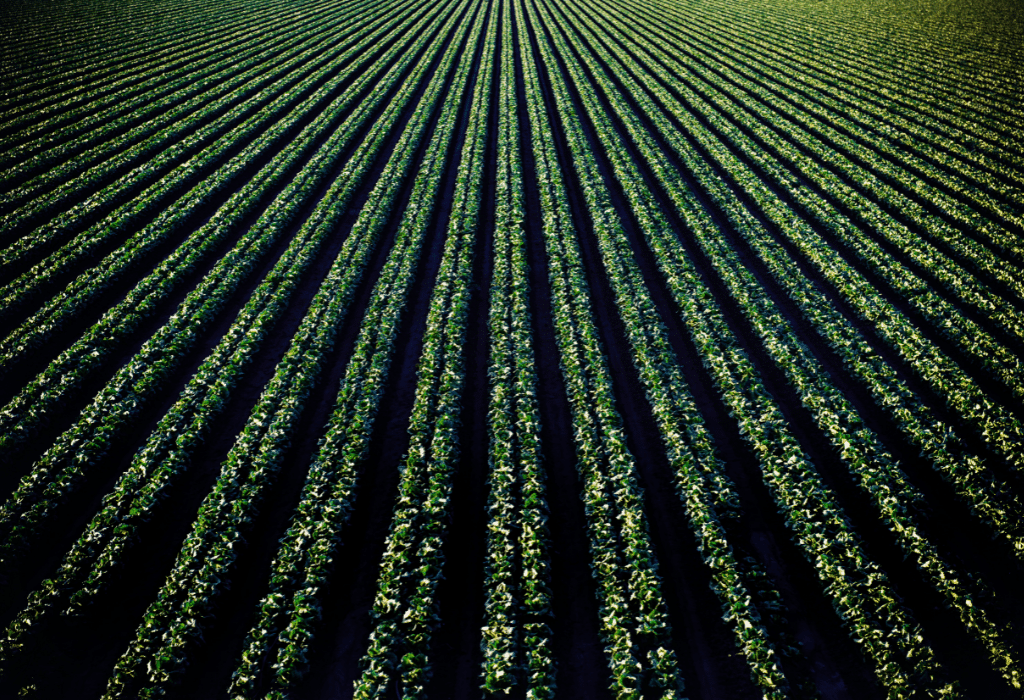 Fertiliser